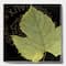 Designart - Green Leaf On Black - Traditional Canvas Artwork